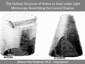 Cellular Chakra-Retina Cone